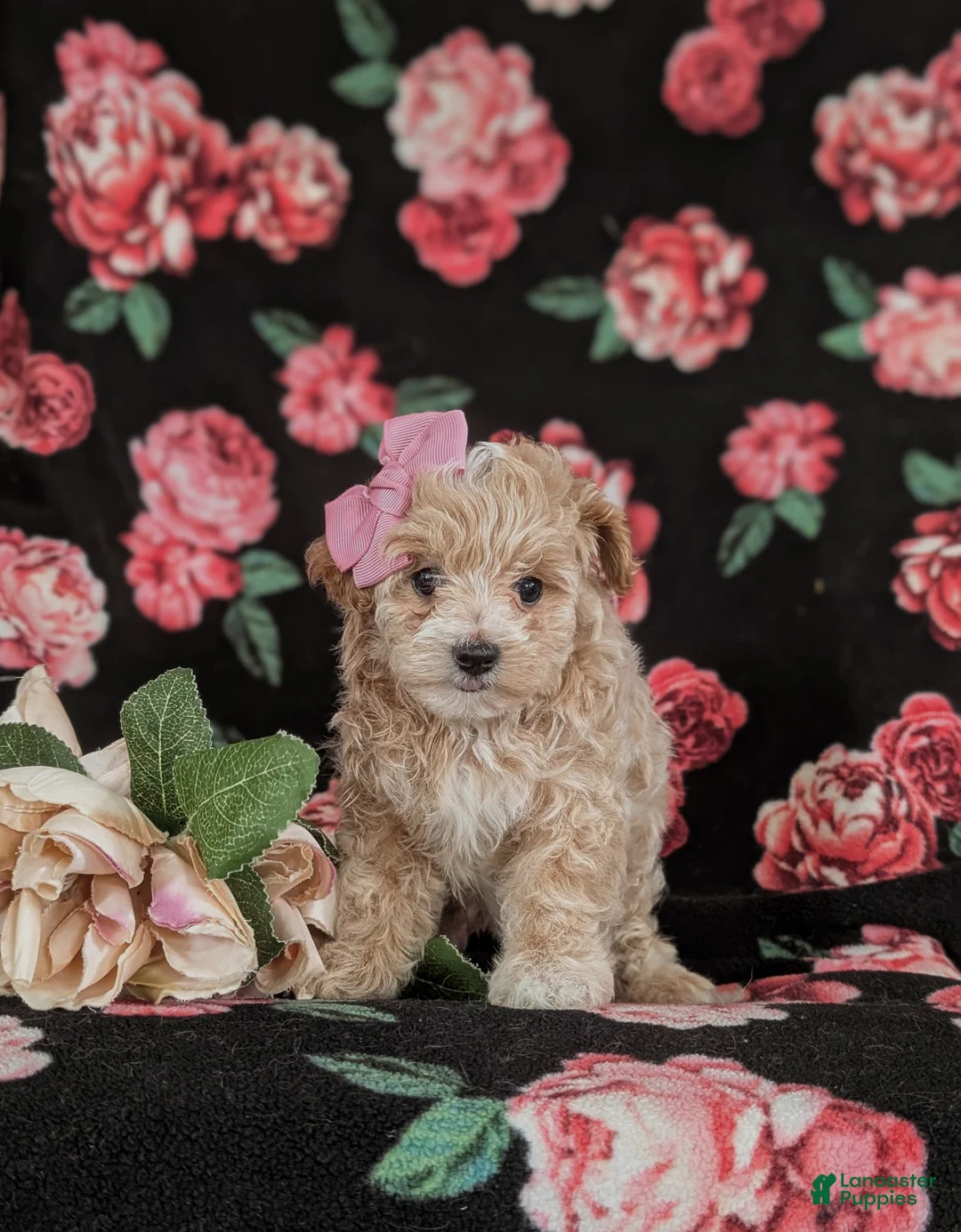 Maltipoo dogs for sale: Jacey 5 lbs Full Grown - Ad 4