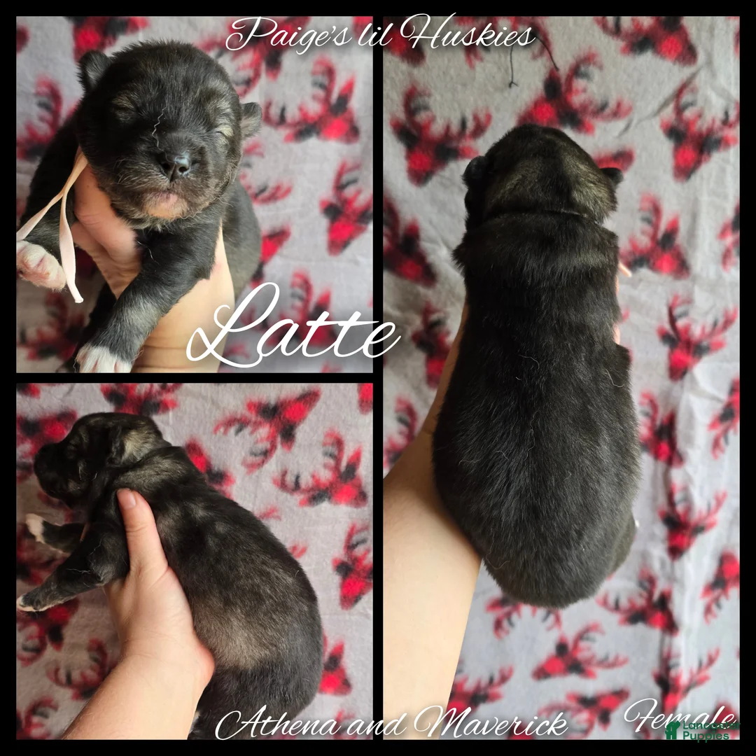 Siberian Husky dogs for sale: Latte  - Ad 5