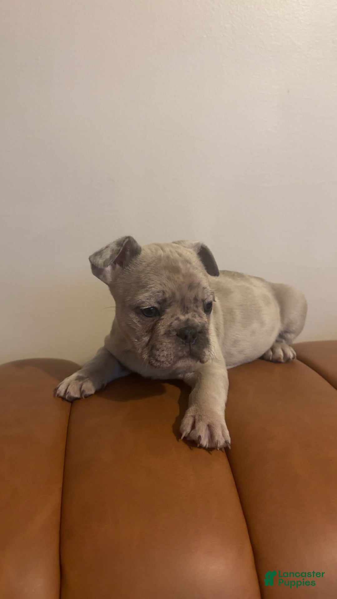 French Bulldog dogs for sale: French Bulldog Puppy 2 - Ad 2