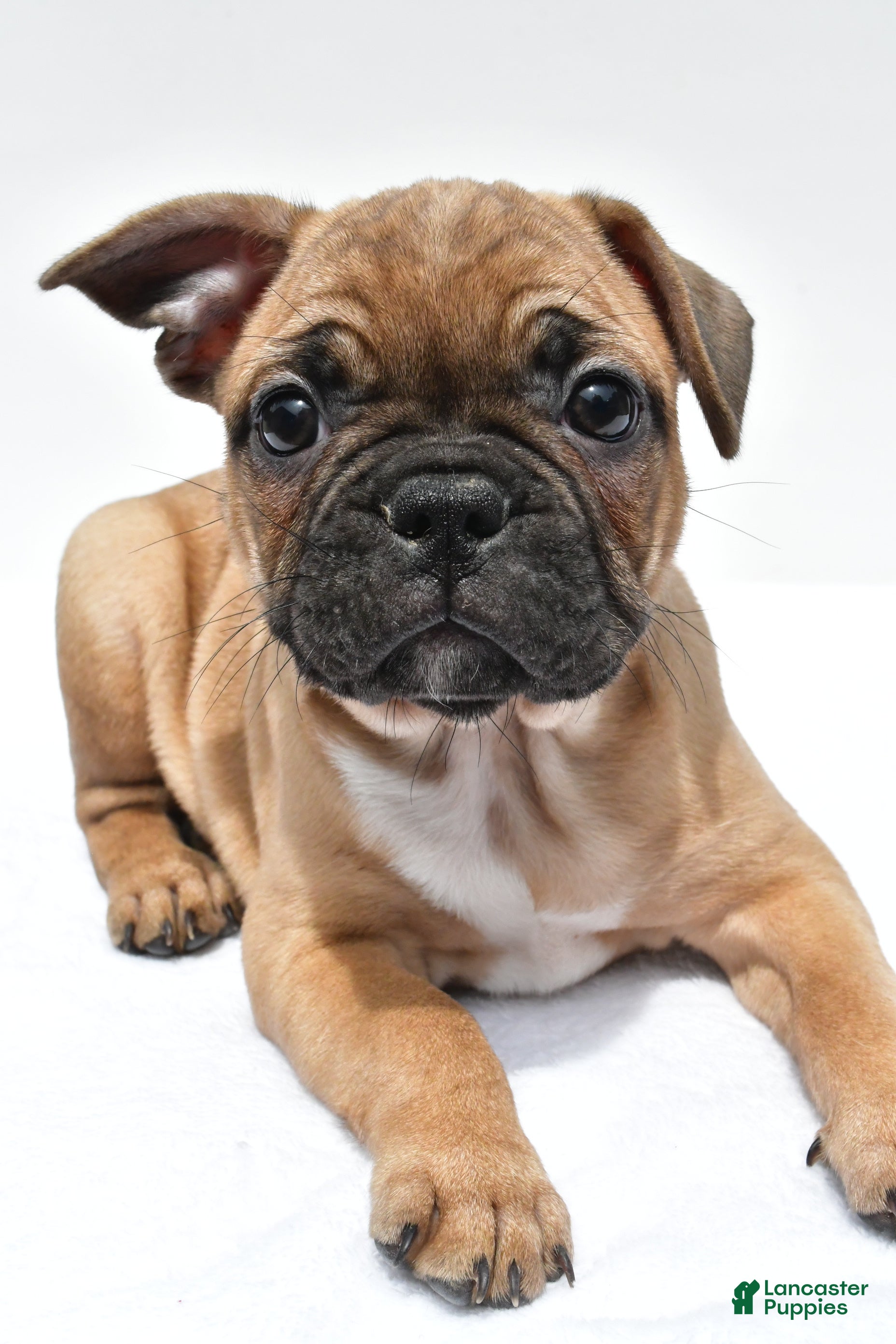 Frenchton dogs Abby - Ad 2