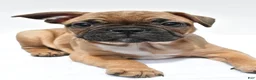 Frenchton dogs for sale: Abby - Ad 2