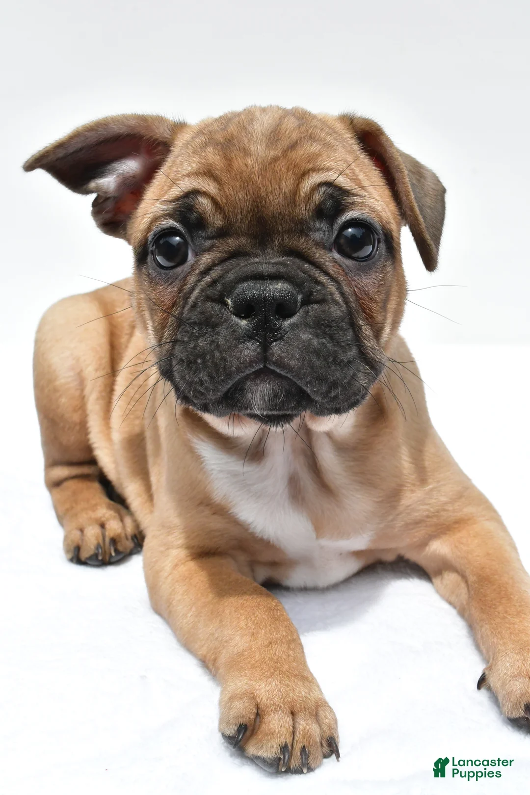 Frenchton dogs for sale: Abby - Ad 2