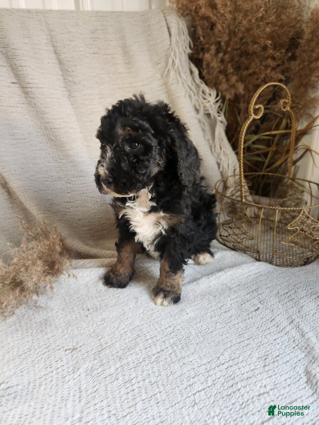Bernedoodle dogs for sale: Lila - Ad 3