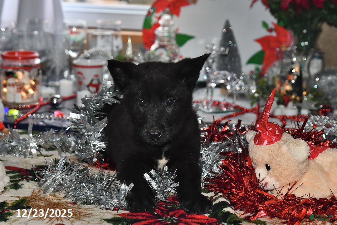 Belgian Malinois dogs for sale: Apollo - Ad 10