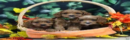 Cavapoo dogs for sale: Barbie - Ad 5
