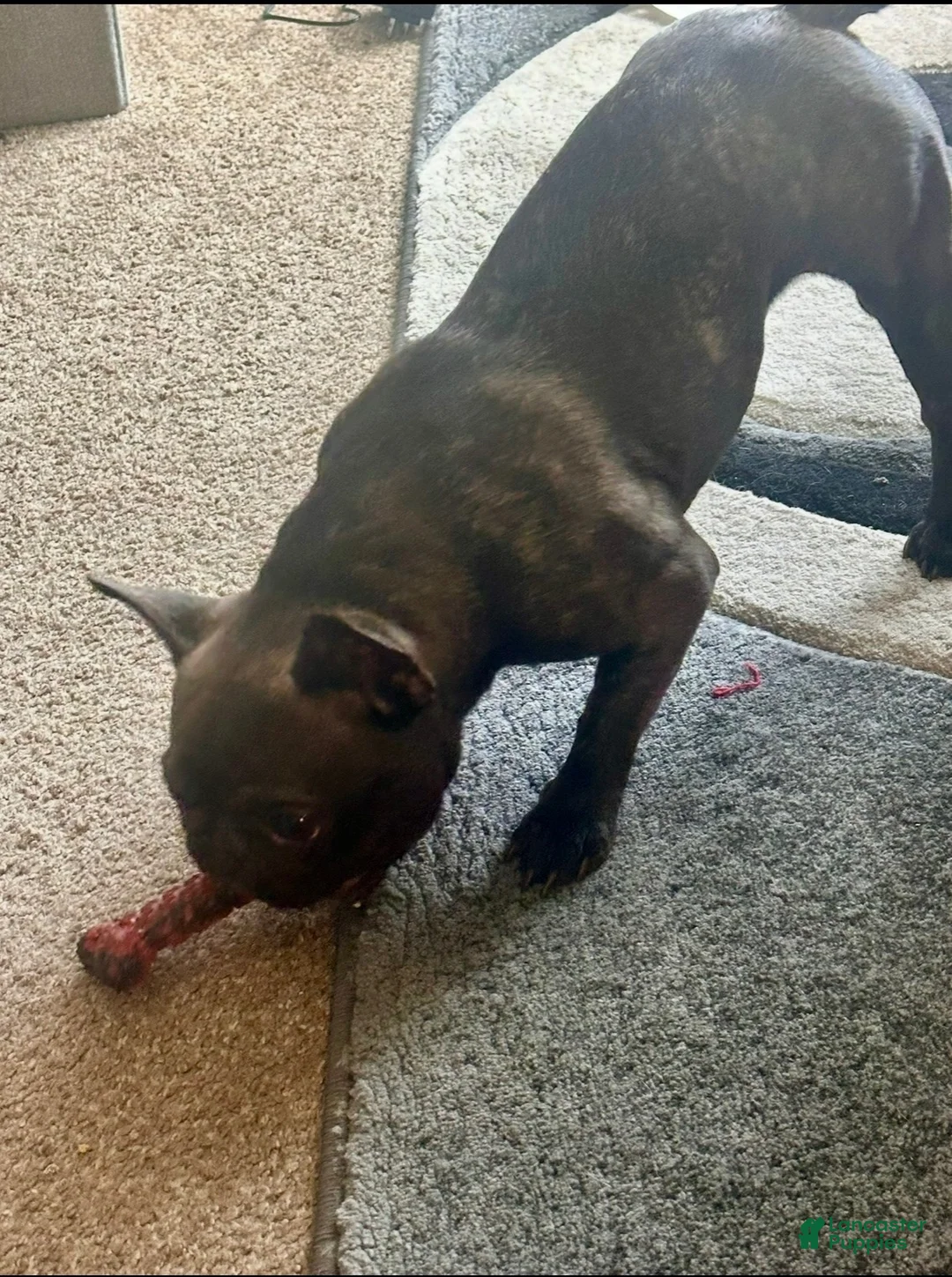 French Bulldog dogs for sale: French Bulldog 1 - Ad 8