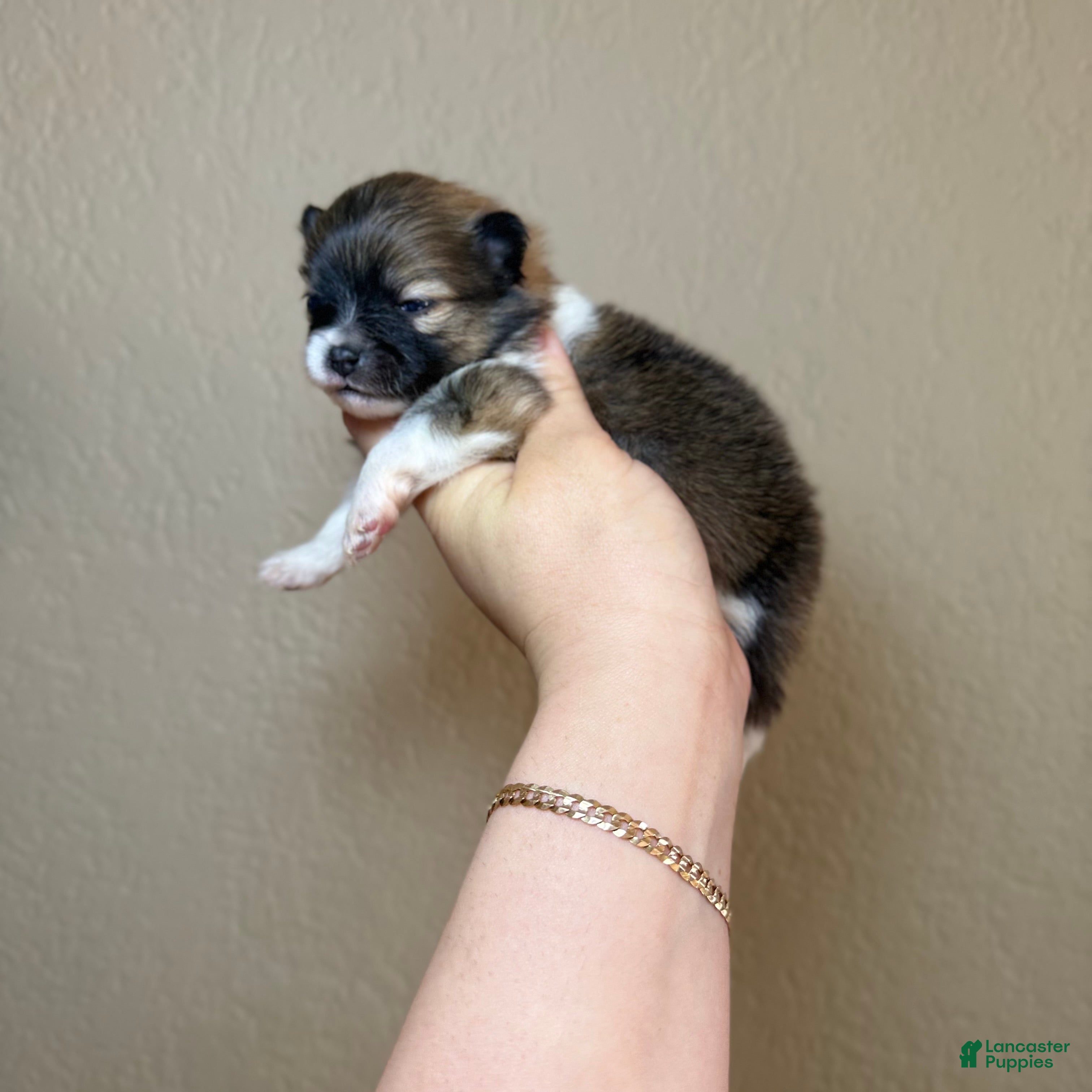 Pomeranian dogs Boston - Ad 20