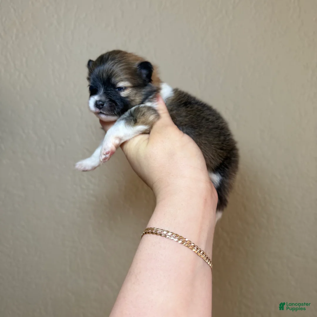 Pomeranian dogs for sale: Boston - Ad 1