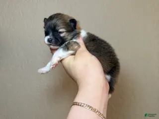 Pomeranian dogs Boston - Ad 20