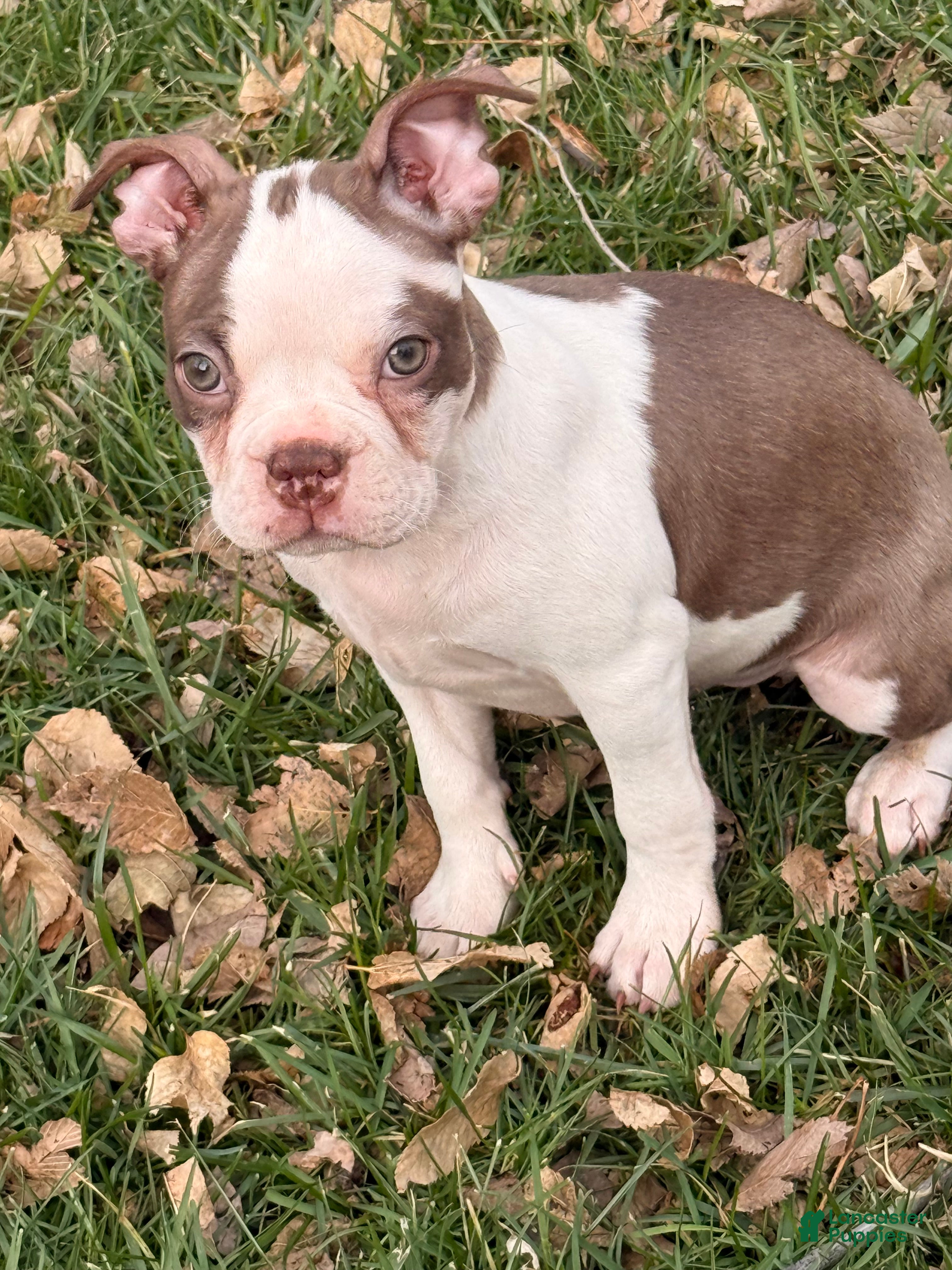 Boston Terrier dogs Boston Terrier Puppy 1 - Ad 24