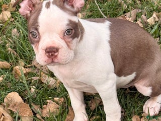 Boston Terrier dogs Boston Terrier Puppy 1 - Ad 12