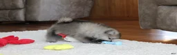 Pomeranian dogs for sale: Teddy - Ad 13