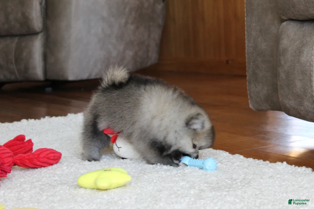 Pomeranian dogs for sale: Teddy - Ad 13