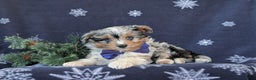 Mixed Breed dogs for sale: Barnaby - Ad 5