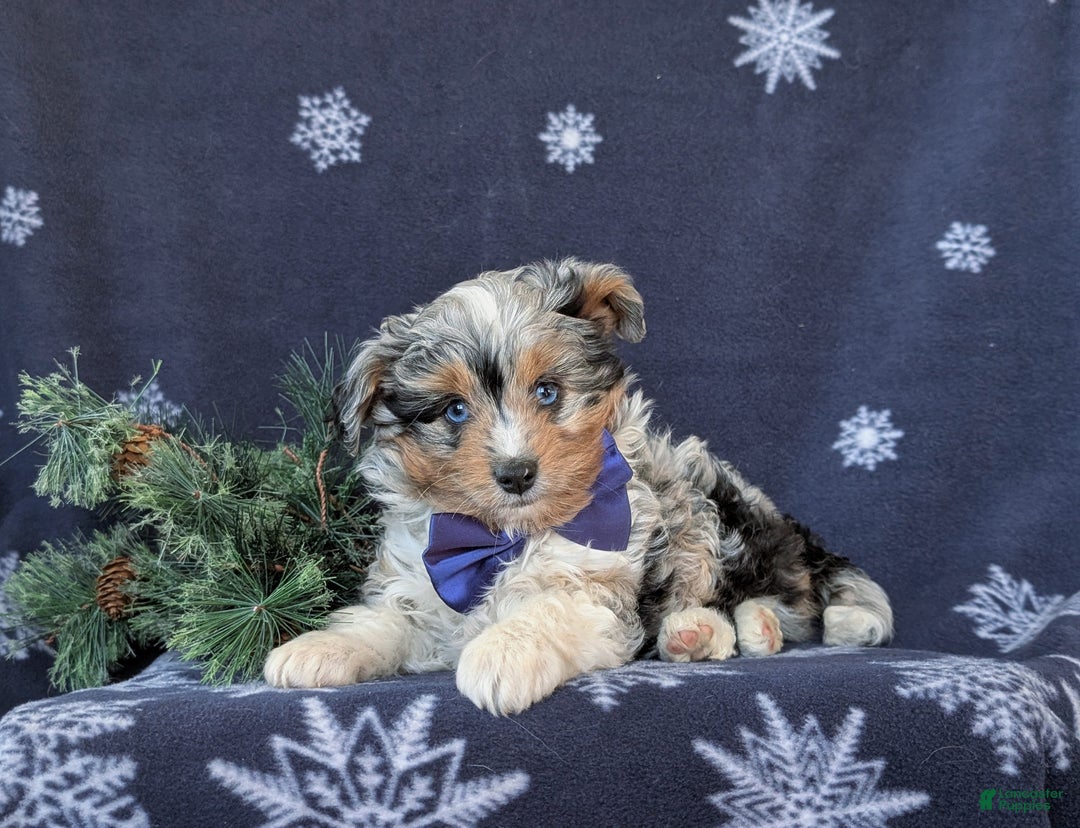 Mixed Breed dogs for sale: Barnaby - Ad 5