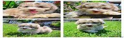 Havapoo dogs for sale: Espresso - Ad 1