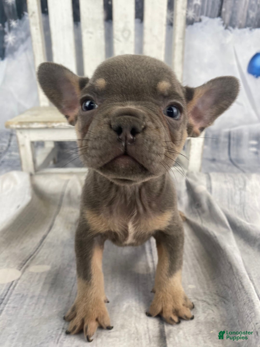 French Bulldog dogs for sale: Hunter - Ad 1