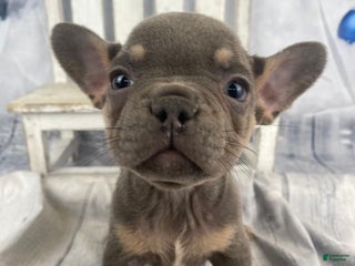 French Bulldog dogs Hunter - Ad 2