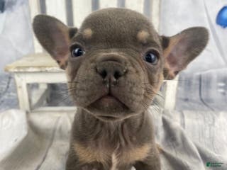 French Bulldog dogs Hunter - Ad 35