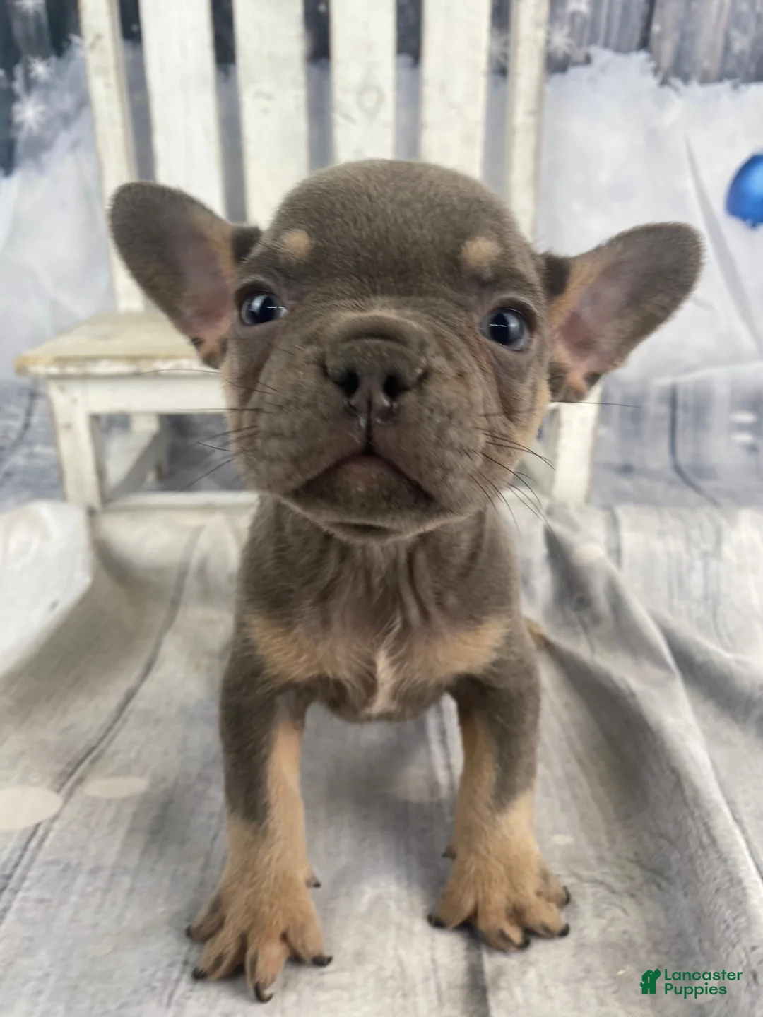 French Bulldog dogs for sale: Hunter - Ad 6