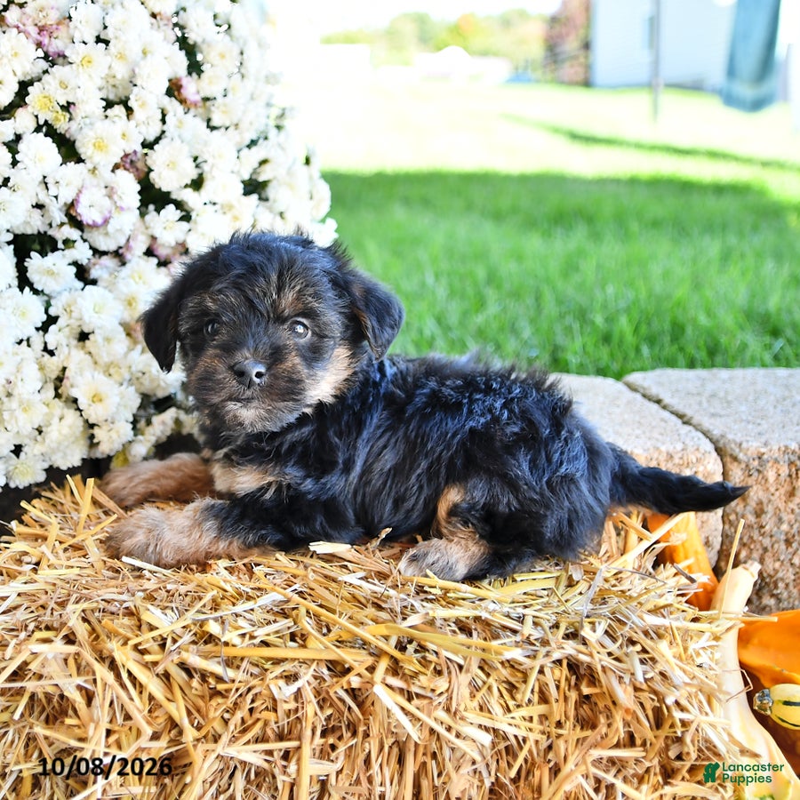 Yorkiepoo dogs Theo - Ad 2