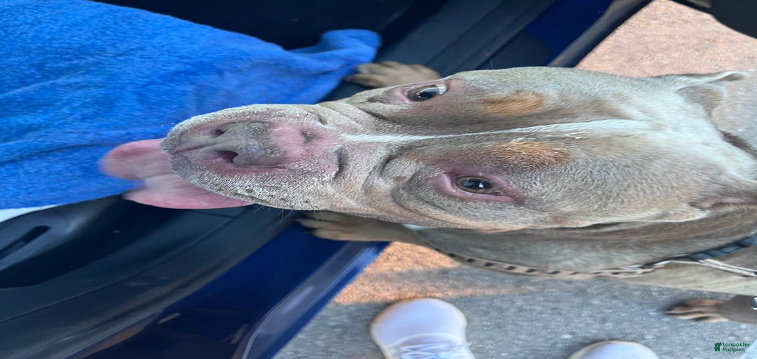 Gallery Image {{count}}