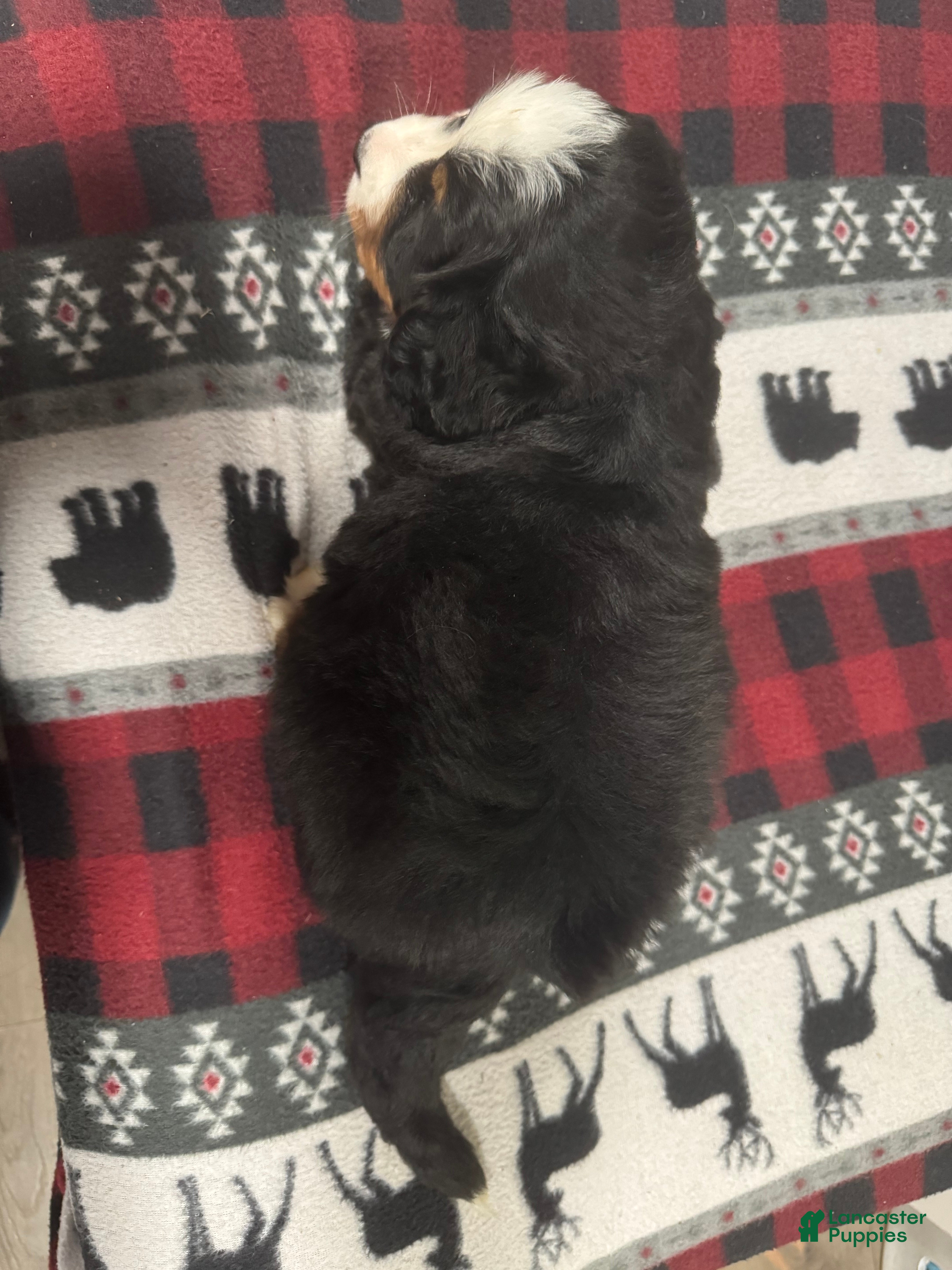 Bernese Mountain Dog dogs Sassy - Ad 2