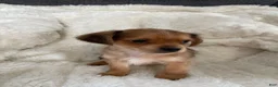 Mixed Breed dogs for sale: Mixed Breed 1 - Ad 4