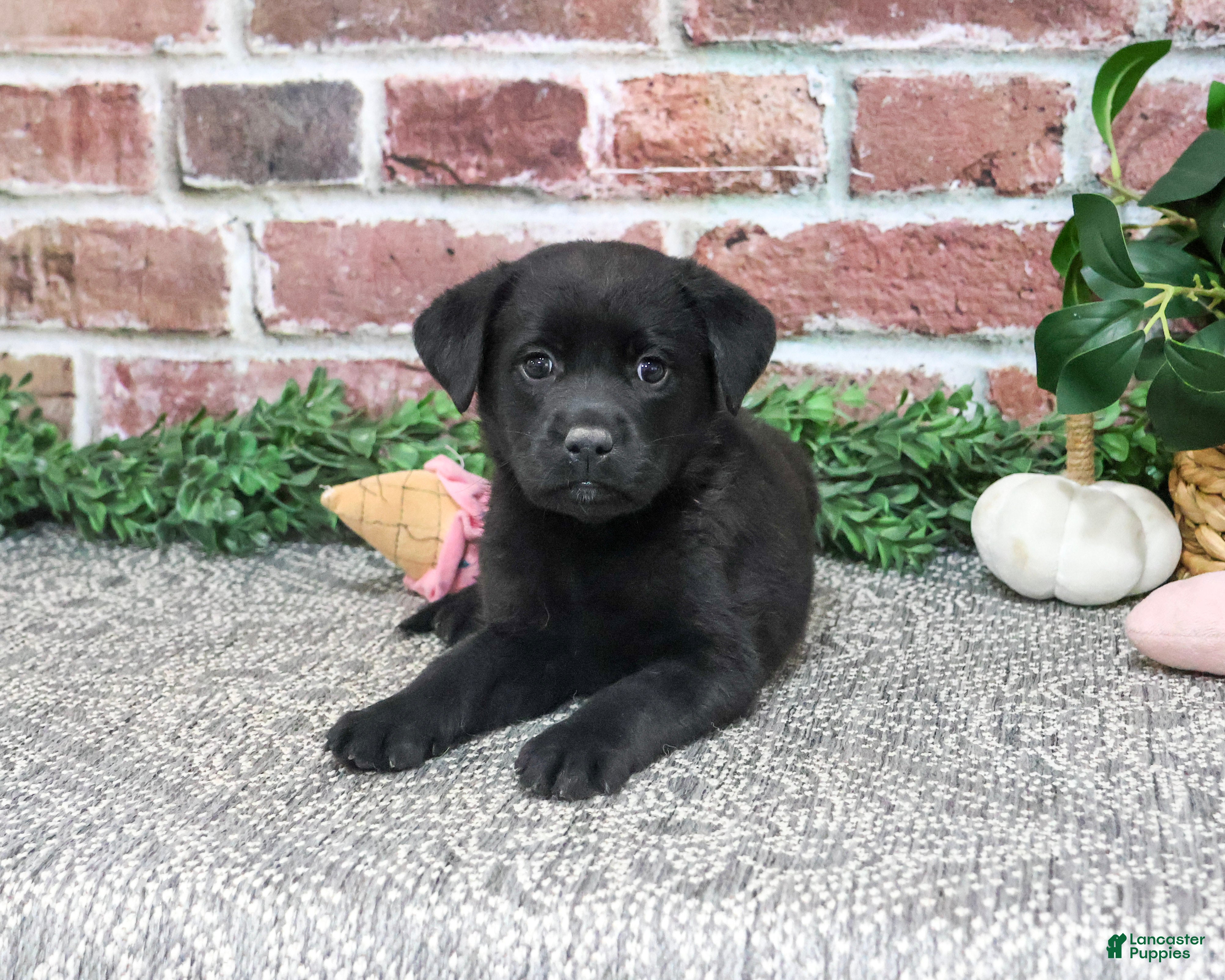 Labrador Retriever dogs for sale: Sapphire - Ad 1