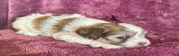 Havanese dogs for sale: Brownie - Ad 3