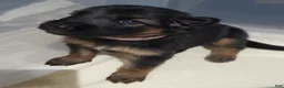 German Shepherd dogs for sale: Pinky - Ad 7