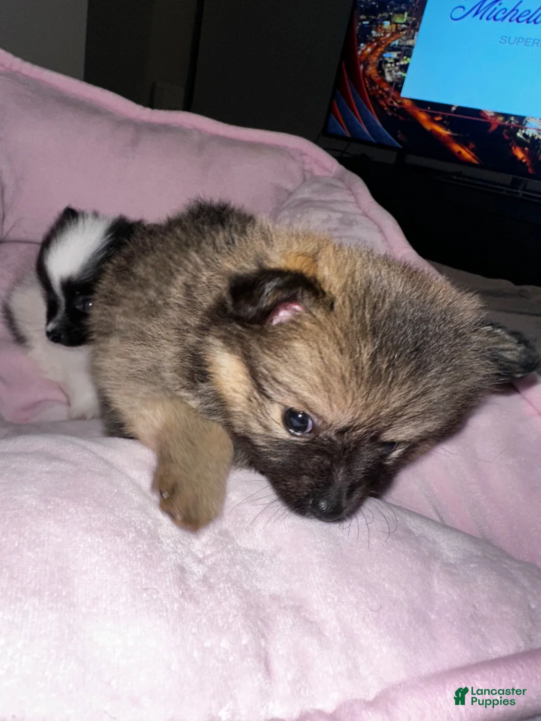 Pomeranian dogs for sale: Oreo - Ad 10