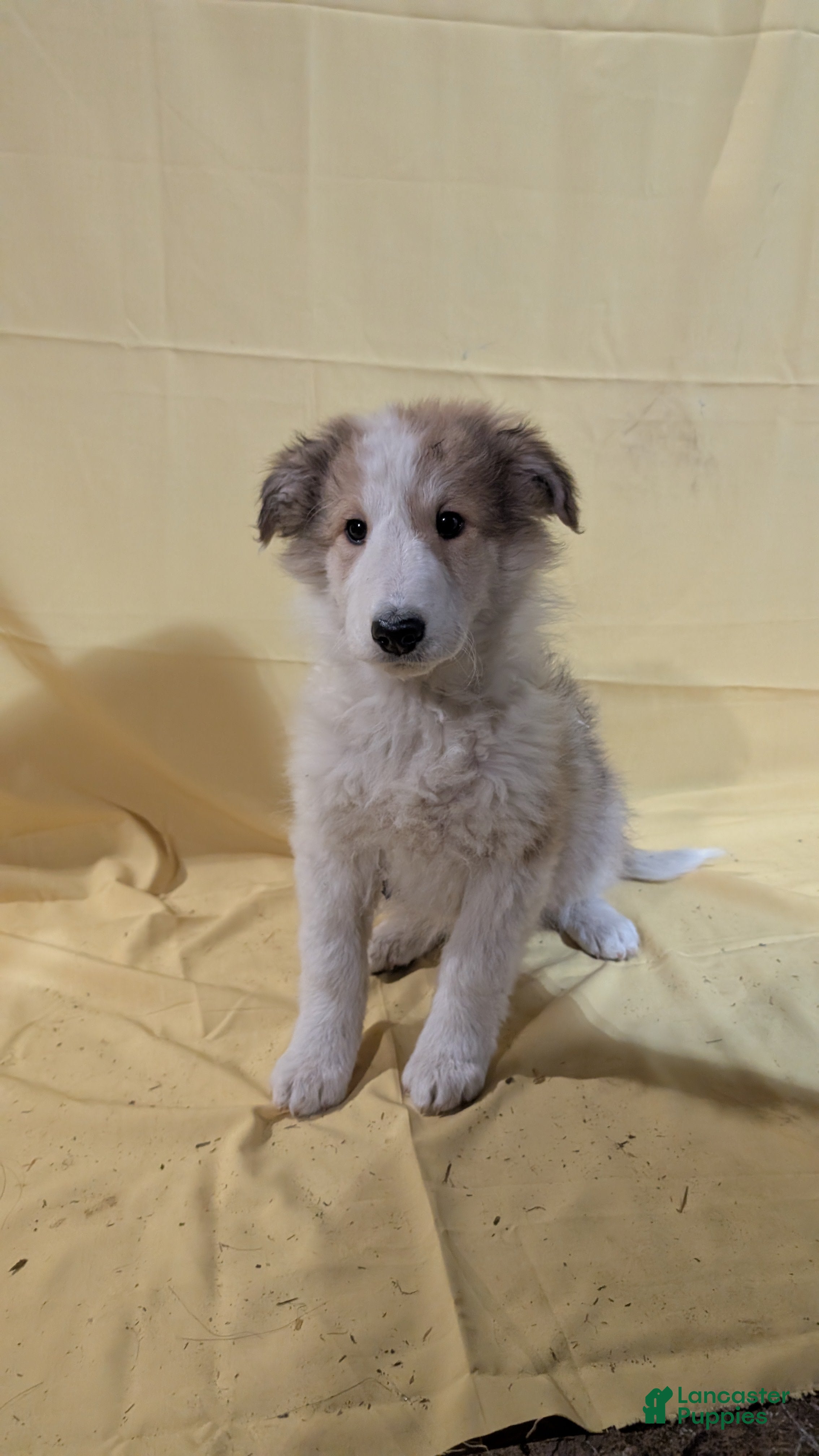 Mixed Breed dogs Mixed Breed Puppy 4 - Ad 37