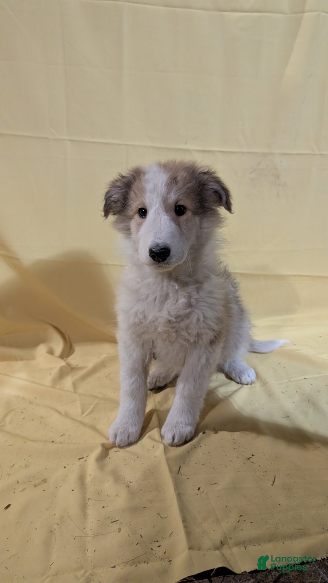 Mixed Breed dogs for sale: Mixed Breed Puppy 4 - Ad 1