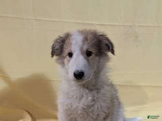 Mixed Breed dogs Mixed Breed Puppy 4 - Ad 37