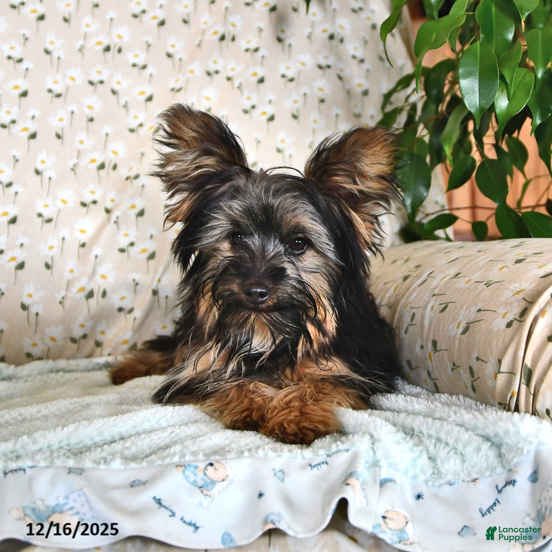Yorkshire Terrier dogs for sale: Anthony - Ad 1