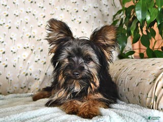 Yorkshire Terrier dogs Anthony - Ad 23
