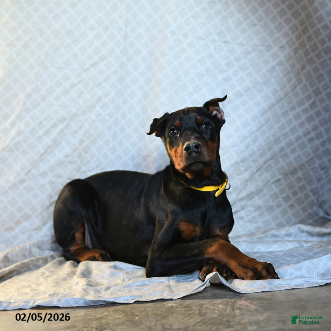 Doberman Pinscher dogs for sale: Reese - Ad 3