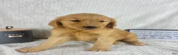 Golden Retriever dogs for sale: Rhett - Ad 1