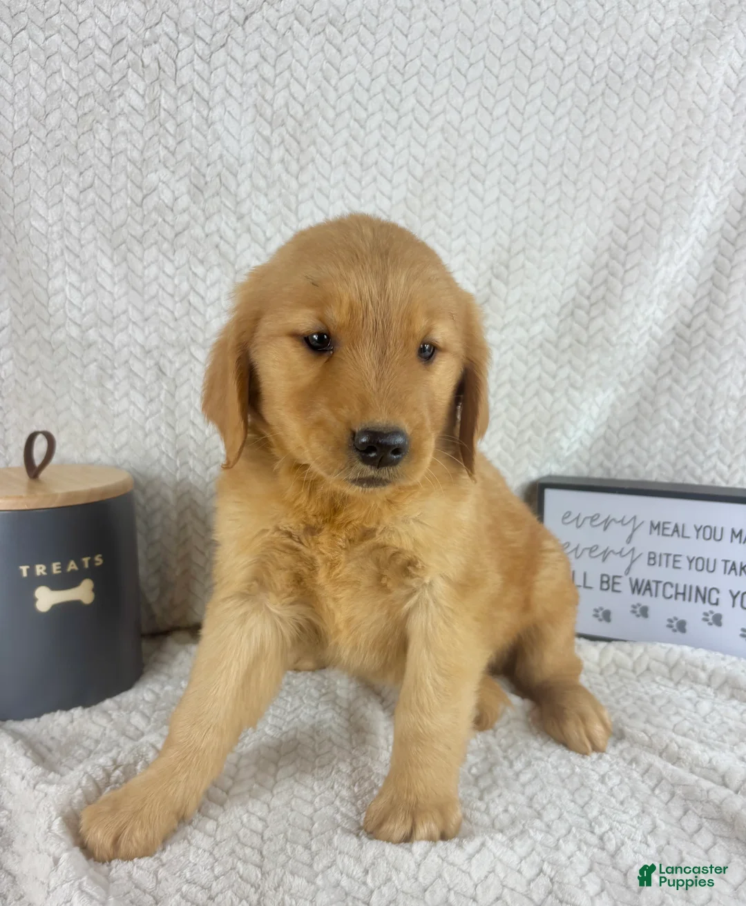 Golden Retriever dogs for sale: Rhett - Ad 1