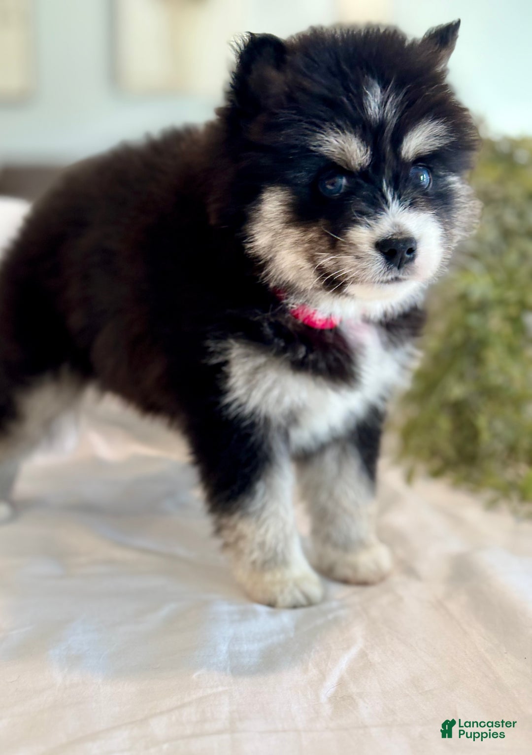 Pomsky dogs for sale: Faith.   Pomsky Puppy 3 - Ad 8