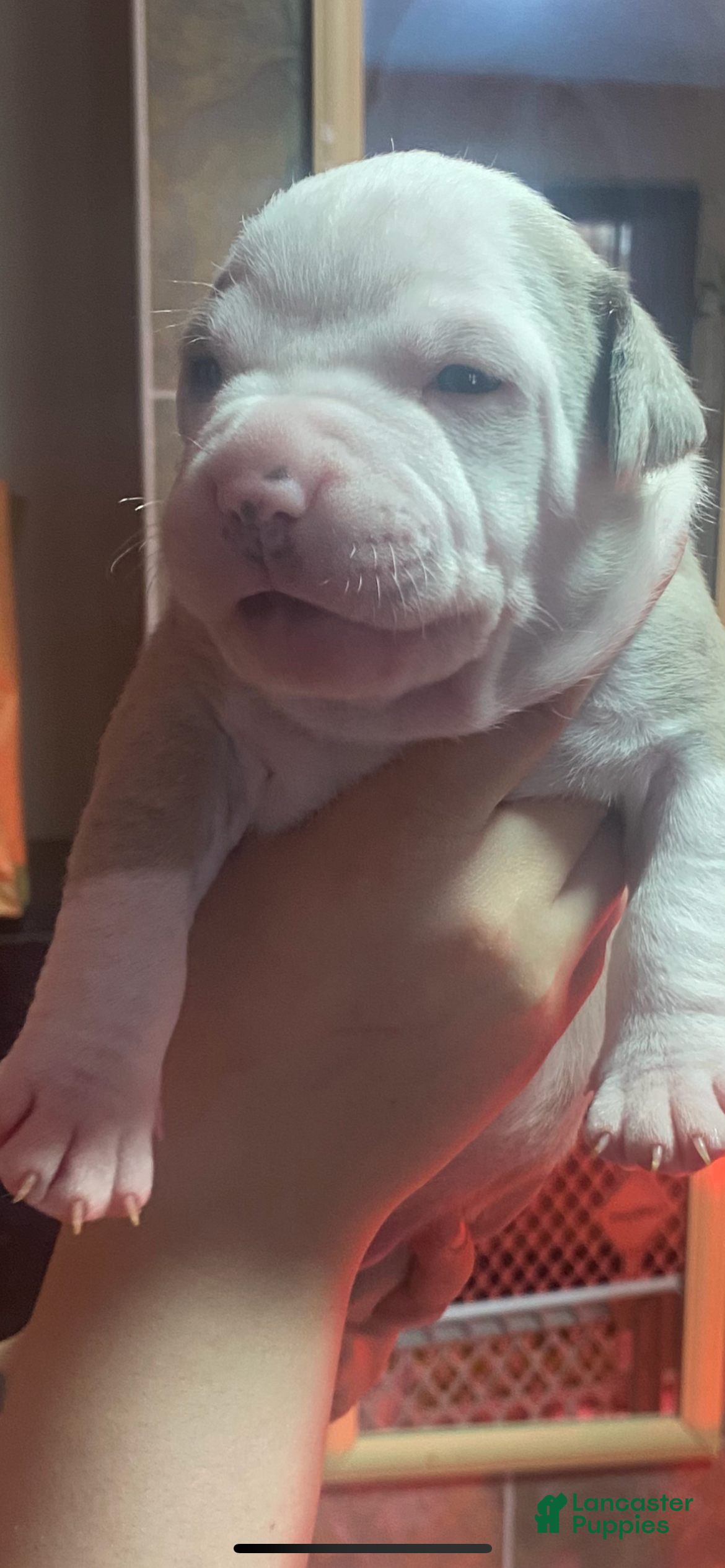 American Bully dogs for sale: Guapo - Ad 2