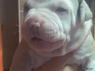 American Bully dogs for sale: Guapo - Ad 2
