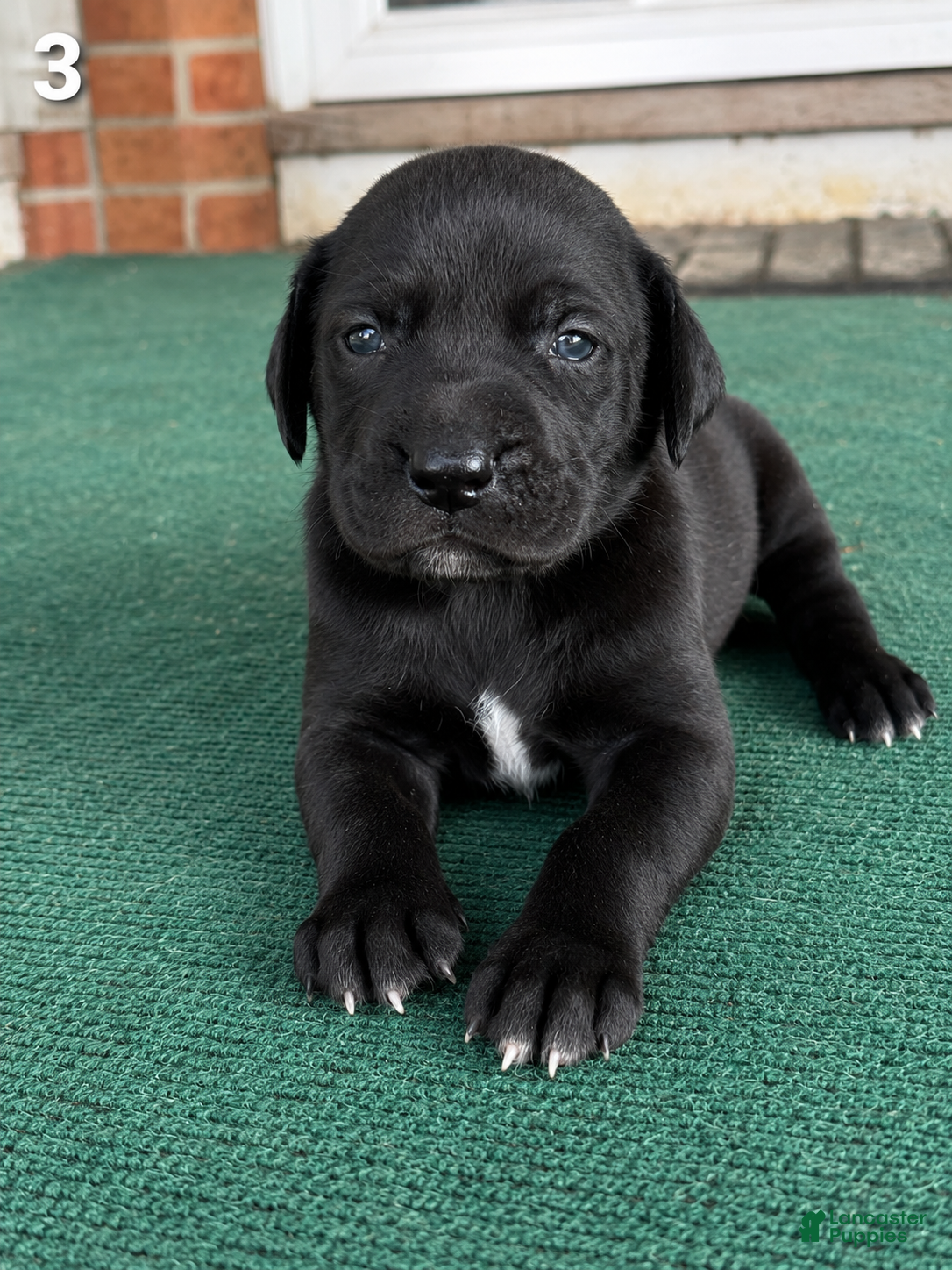 Great Dane dogs Male pup - Ad 1