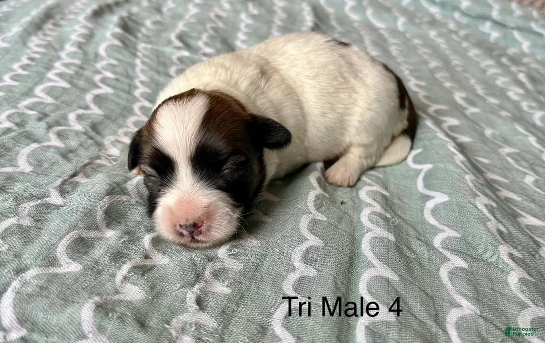 Coton De Tulear dogs for sale: Coton De Tulear Puppy 2 - Ad 2