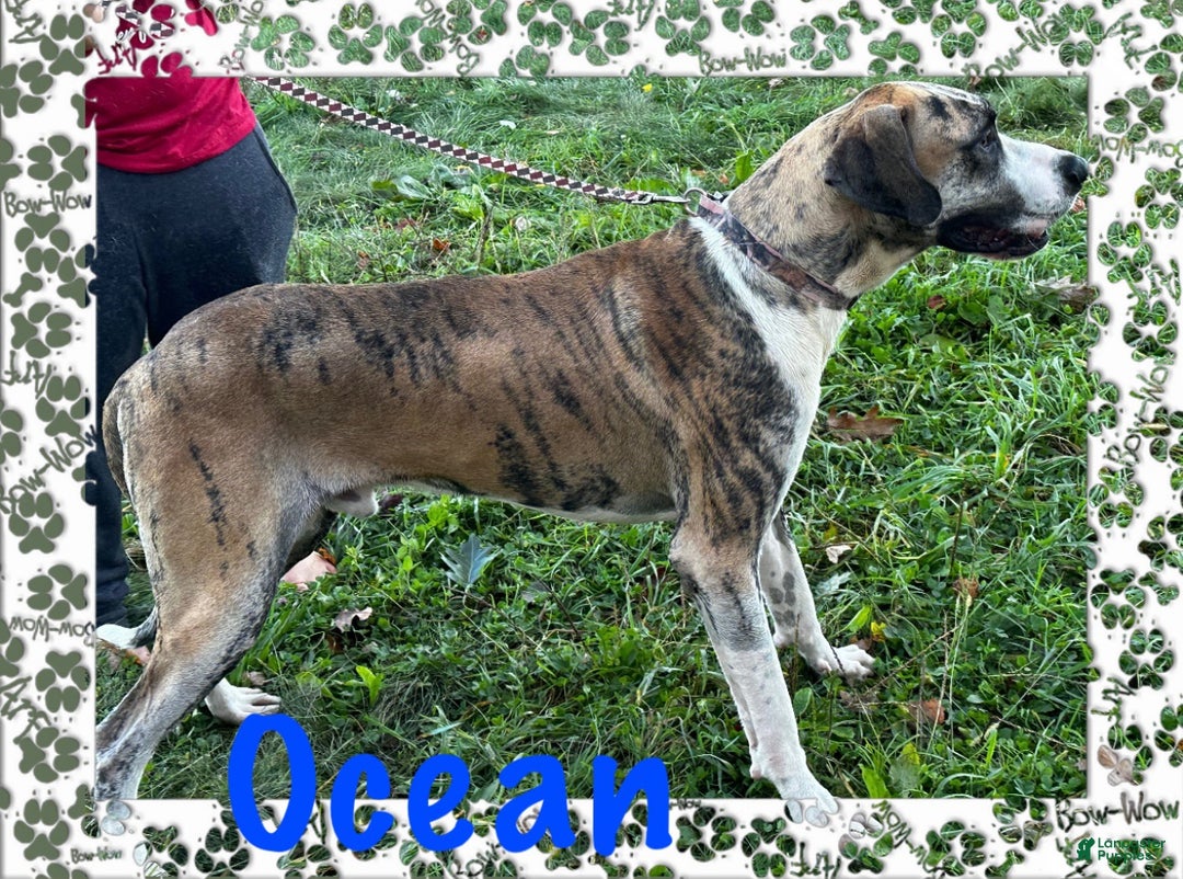 Great Dane dogs for sale: Howard - Ad 27