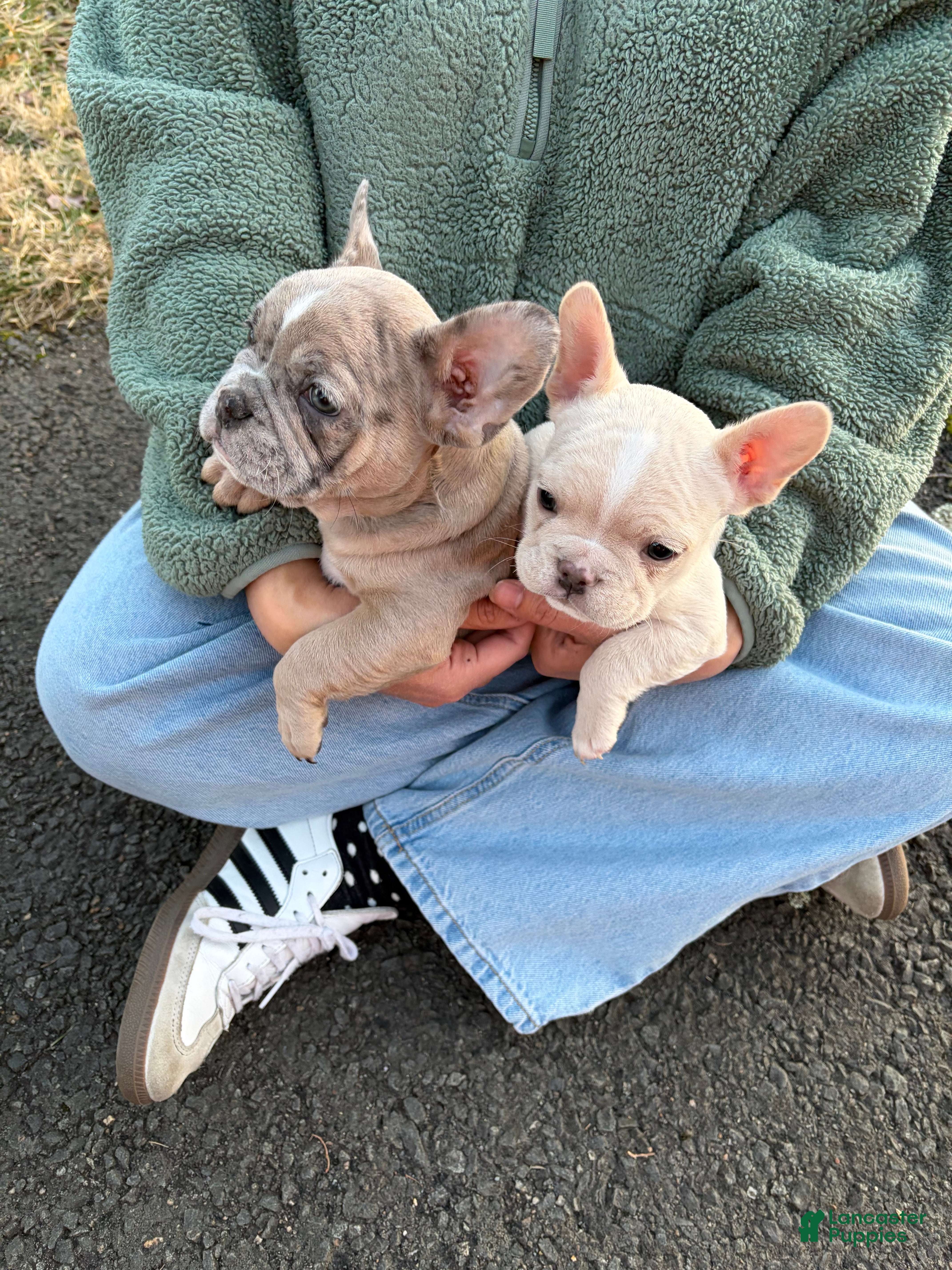 French Bulldog dogs French Bulldog Puppy 1 - Ad 1