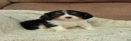 Cavalier King Charles Spaniel dogs for sale: JACK - Ad 6