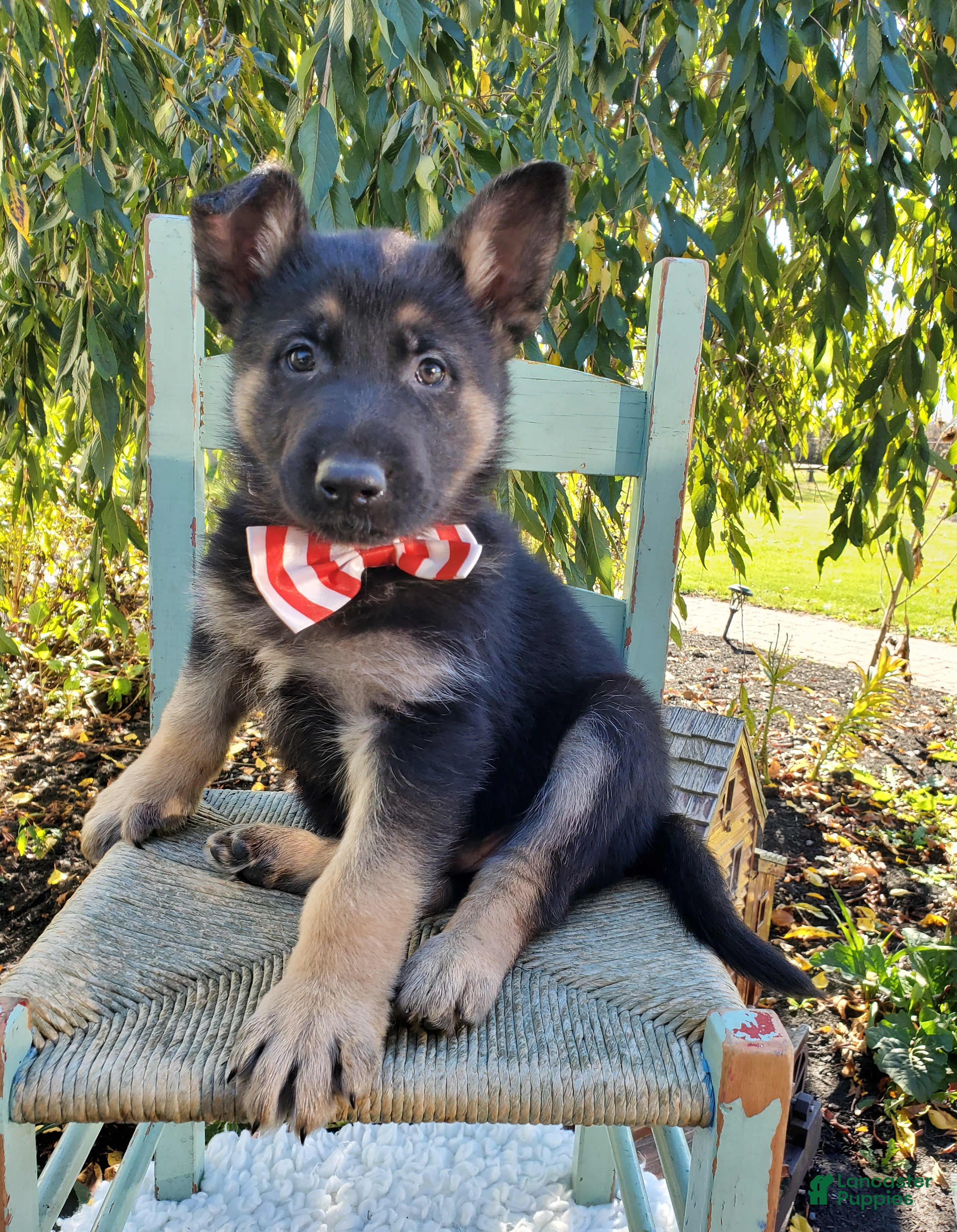 German Shepherd dogs for sale: Tommy - Ad 2