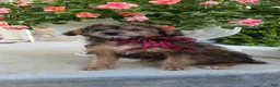 Yorkiepoo dogs for sale: Joey - Ad 3